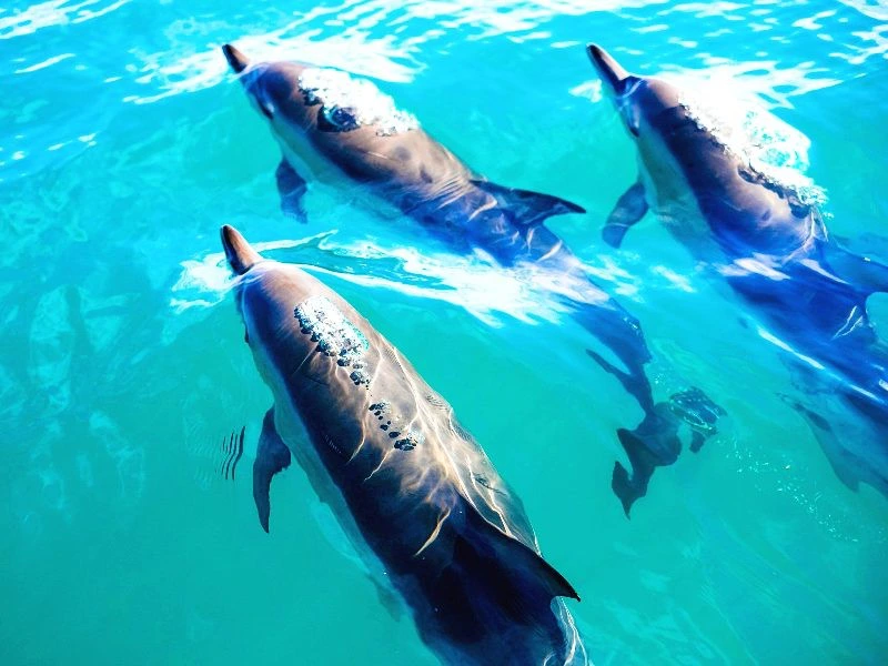 Kaikoura nieuw zeeland