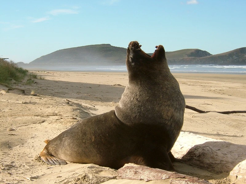 nieuw zeeland zeeleeuw