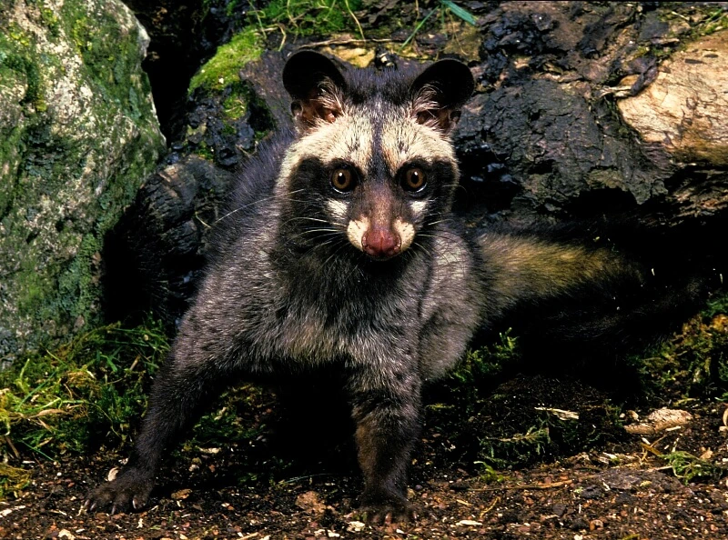 De Civetkat uit Indonesië