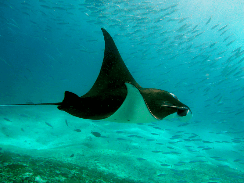 Duiken en snorkelen Indonesie