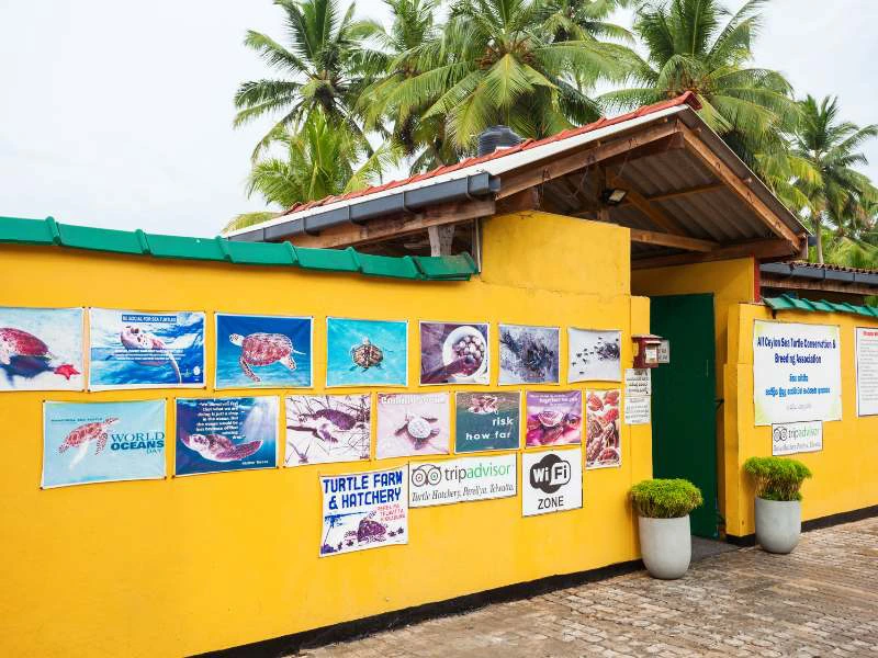 Schildpadden opvang Sanur