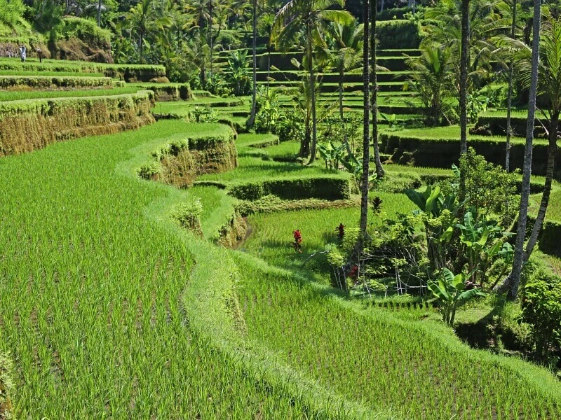 Rijstterassen in Bali