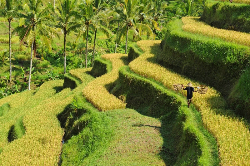 Feitjes over Indonesië - rijstterras