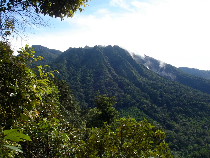 Jungle Indonesië