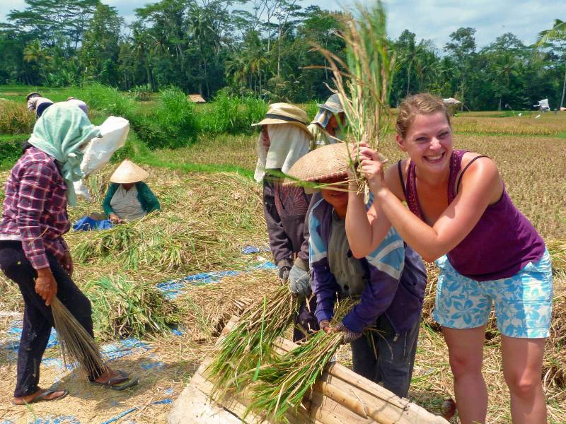 Rijsverwerken in Indonesie
