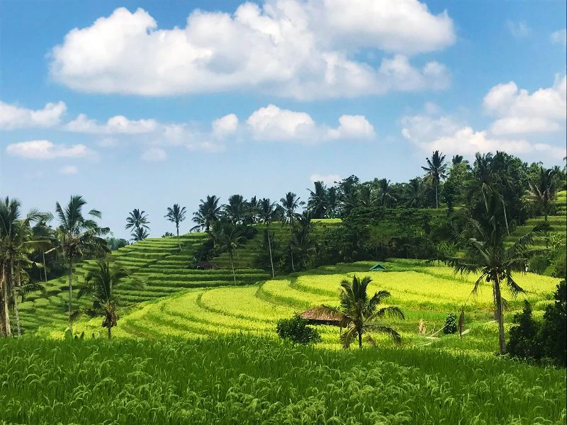 E-bike bij rijstvelden Ubud