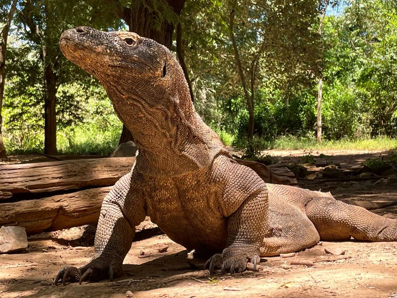 Komodo draak bij Flores Indonesie