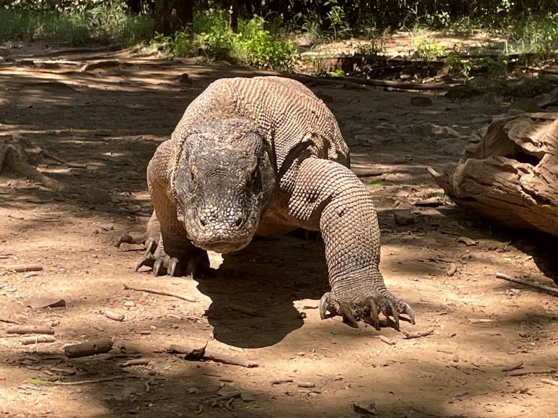 Komodo draak bij Flores Indonesie