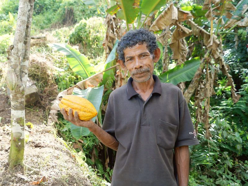Jungle op Flores Indonesie