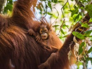 Orang oetan in Sumatra Indonesie