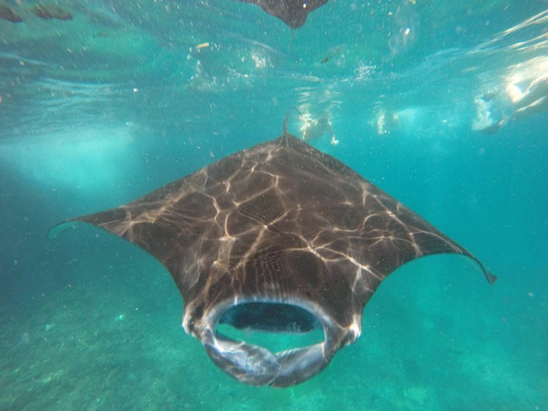 Bali manta ray