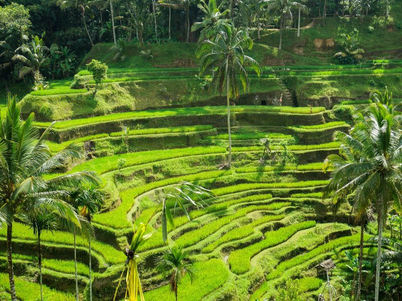 Rijstvelden op Bali Indonesie