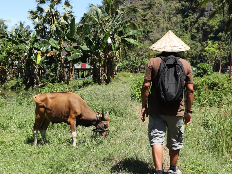 Wandelen door rijstvelden op Sulawesi
