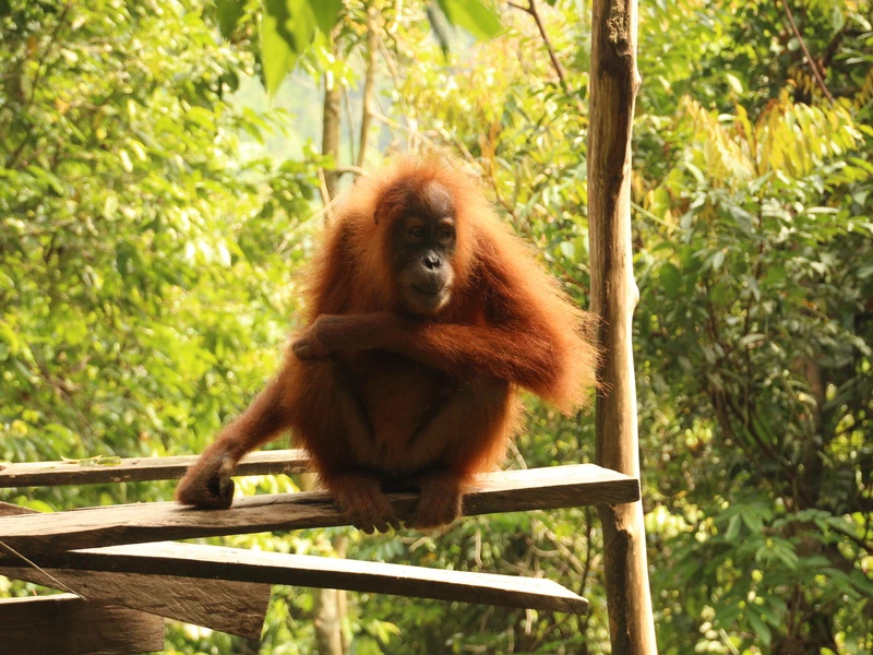 Een orang-oetan zit rustig op houten planken in de jungle, omgeven door dicht groen bladerdek.