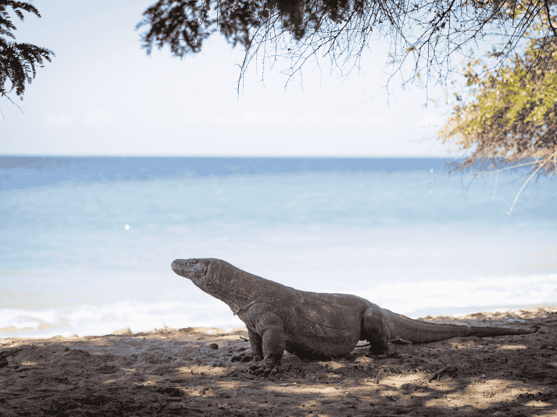 Komodo eilanden vanaf Bali bezoeken