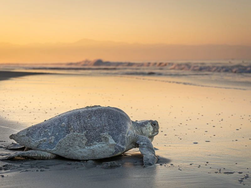 Zeeschildpad die langzaam over het strand richting de zee kruipt bij zonsondergang.
