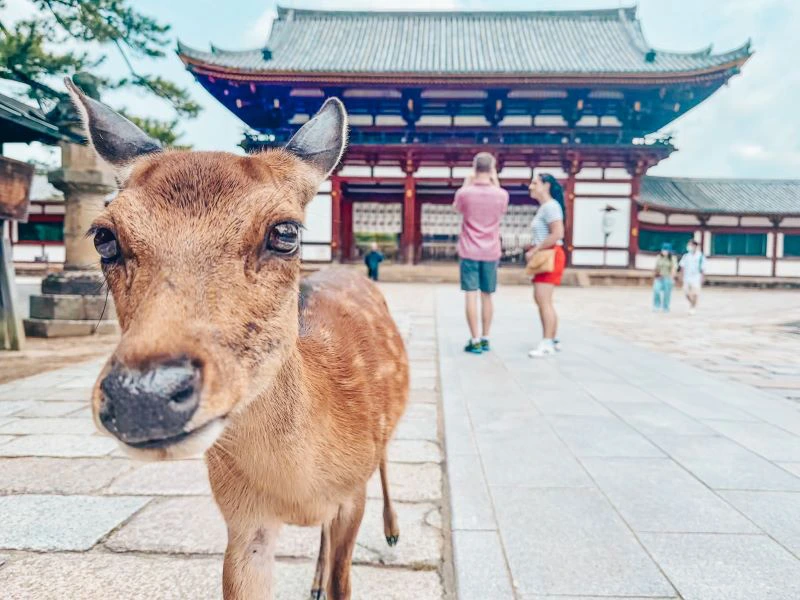 Japan Rondreis Kyoto