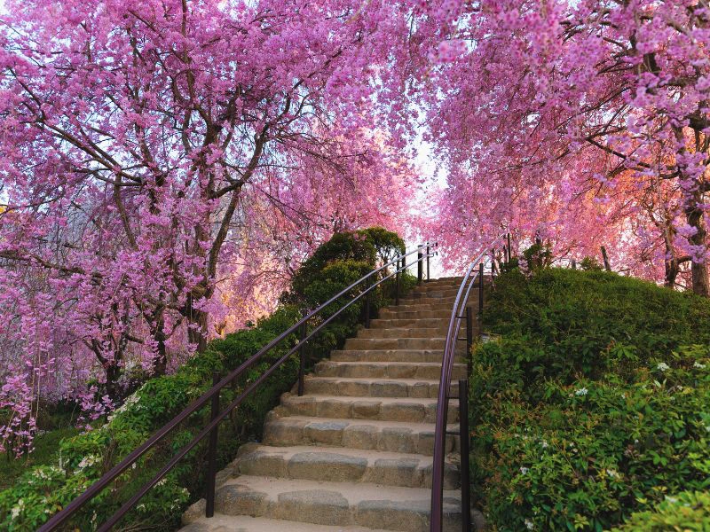 Japan - kersenbloesem