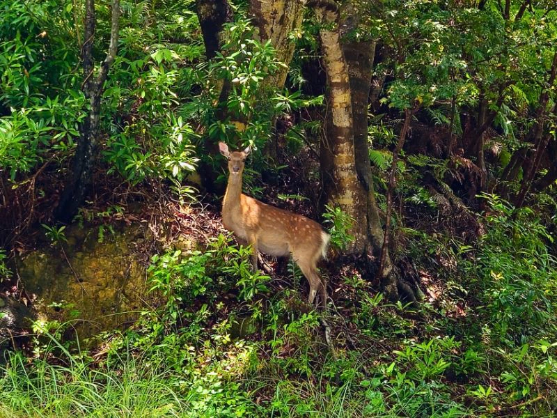 Herten op Shikoku, Japan