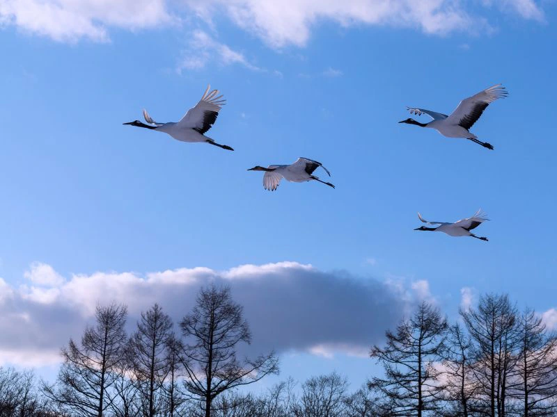 Japan - Northern Honshu - Hokkaido - Bird crane