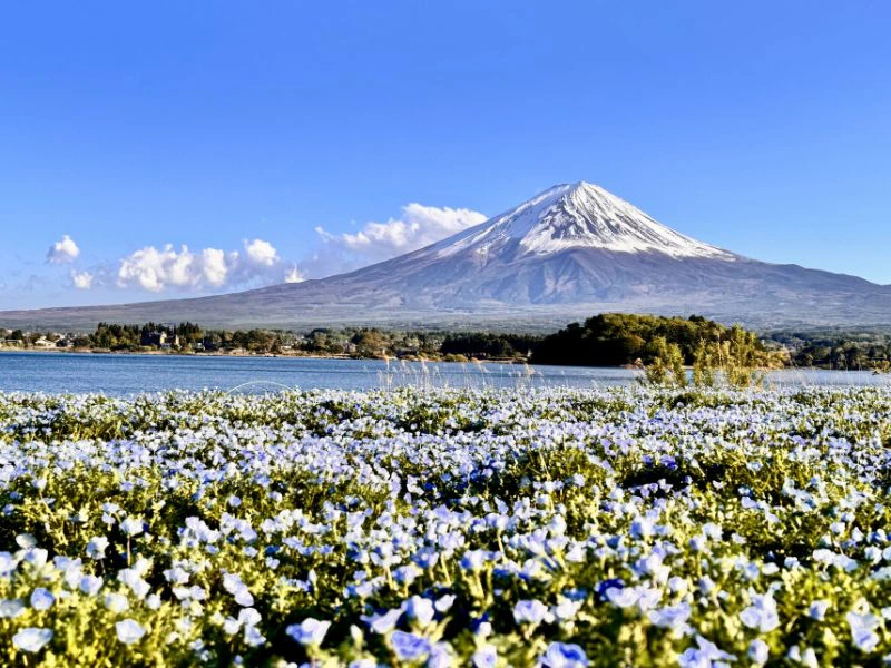 Uitzicht vanuit een bloemenveld op Mount Fuji
