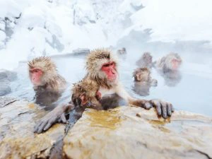Sneeuwapen in het water
