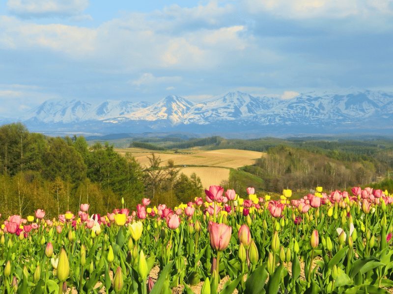 bloemenveld Hokkaido