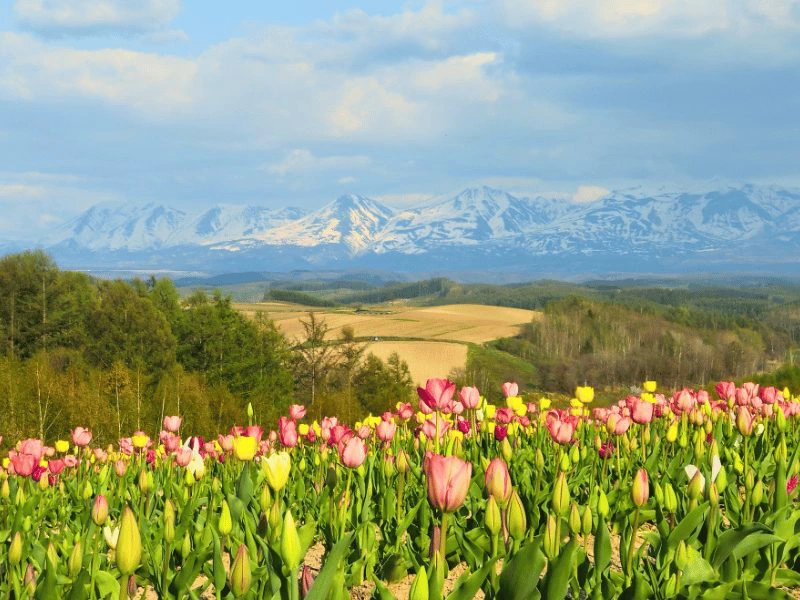 bloemenveld Hokkaido