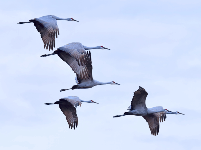 Japanse kraanvogels in de lucht