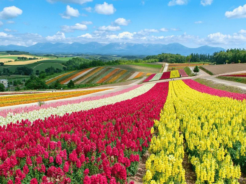 Bonte bloemenvelden bij Furano op Hokkaido