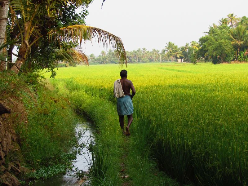 India Backwaters jungle