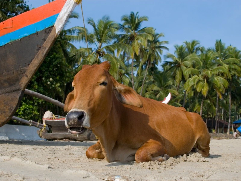 Koe op het strand in Goa - India