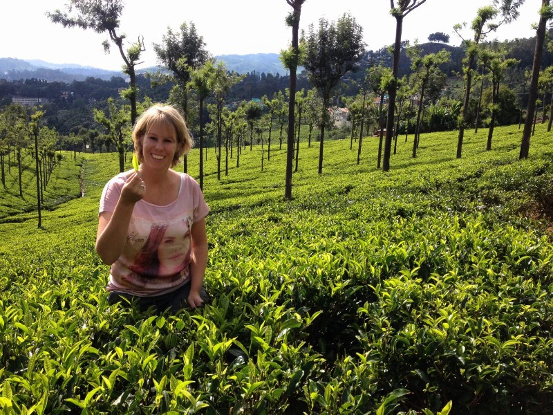 Theevelden in Ooty - India