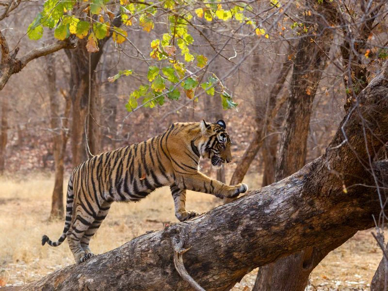 India Tiger Ranthambore