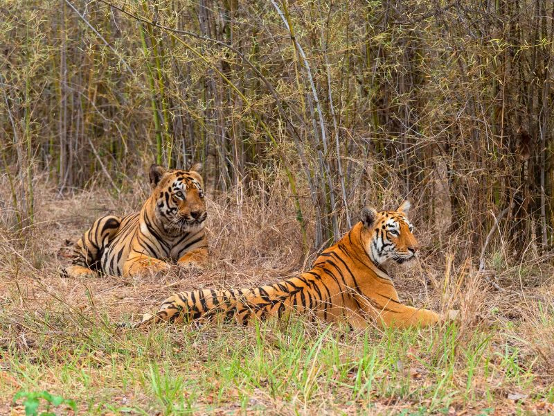 India Tiger Ranthambore