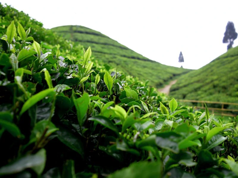 Thee velden in Darjeeling