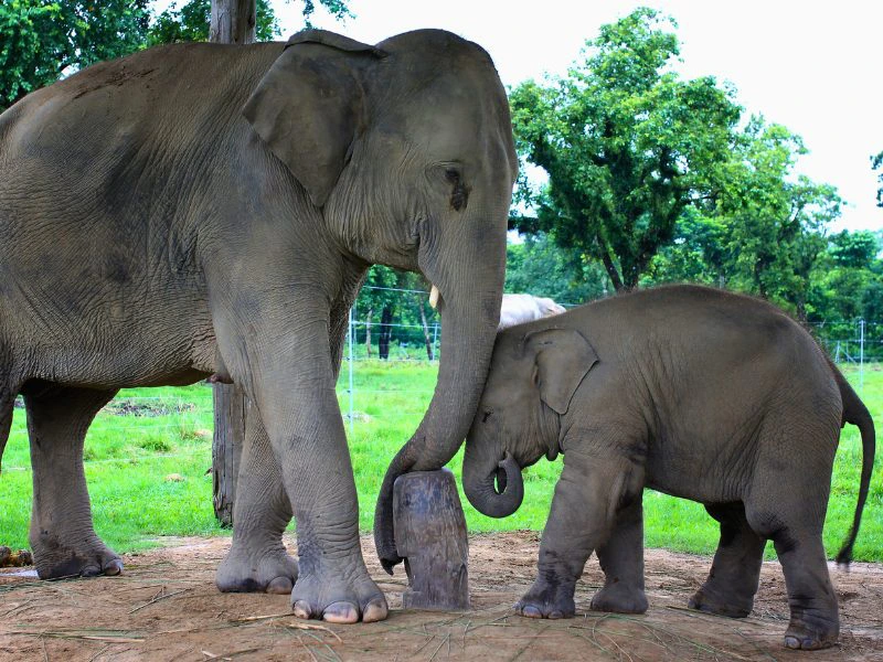 Nepal Chitwan jungle olifant