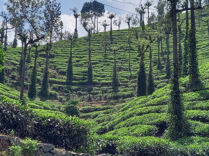 Munnar, Kerala, India