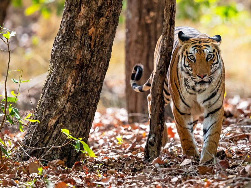 Bandhavgarh leeuw 1