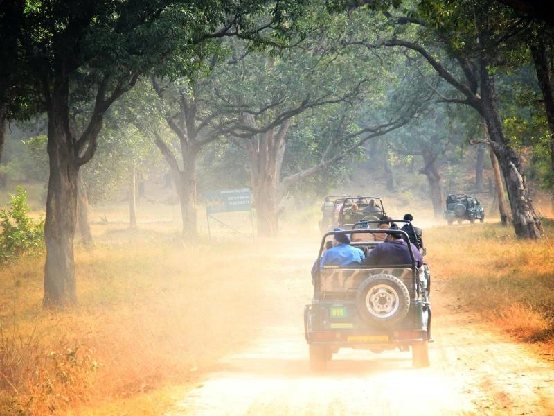 Spotting tigers in India