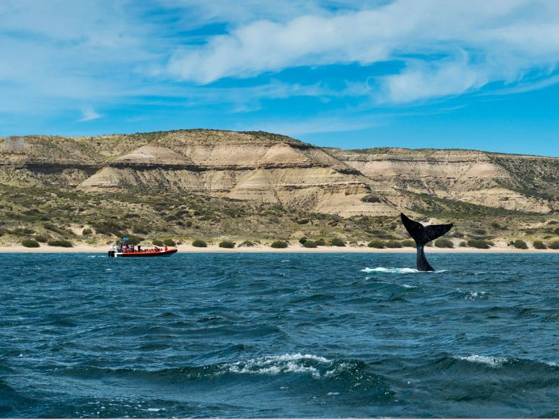 Argentinië Peninsula Valdes