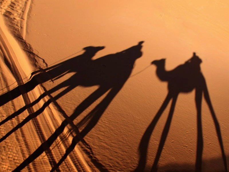 Schaduw kamelen, Zagora woestijnreis Marokko