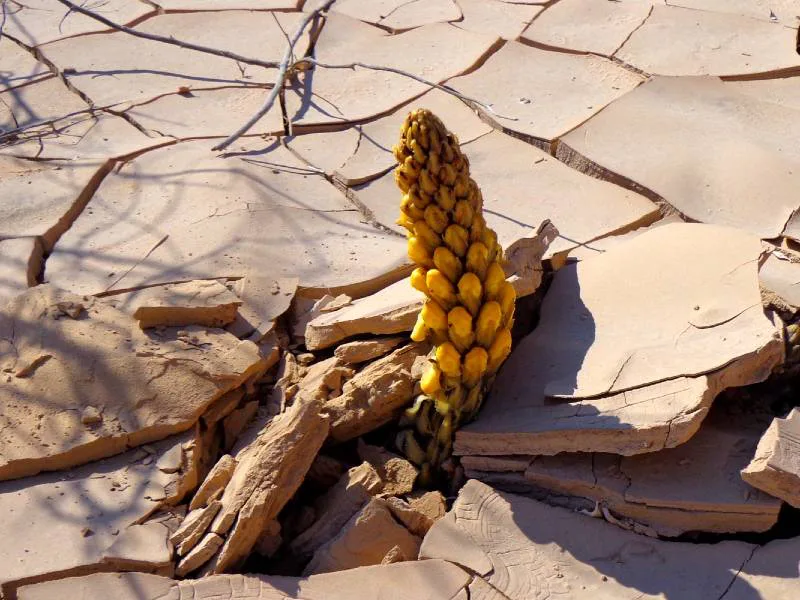 Klimaat en beste reistijd Egypte - woestijnbloem