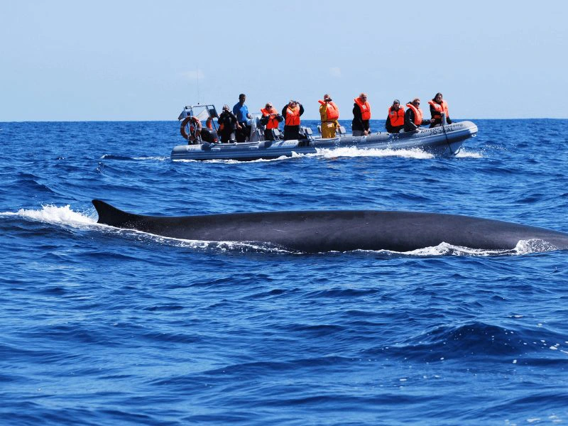 Walvis spotten op de Azoren