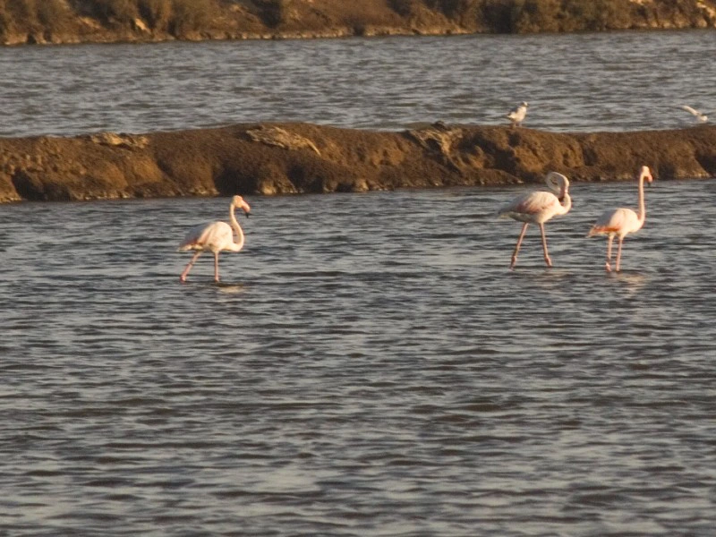flamingos spotten bij tavira algarve portugal