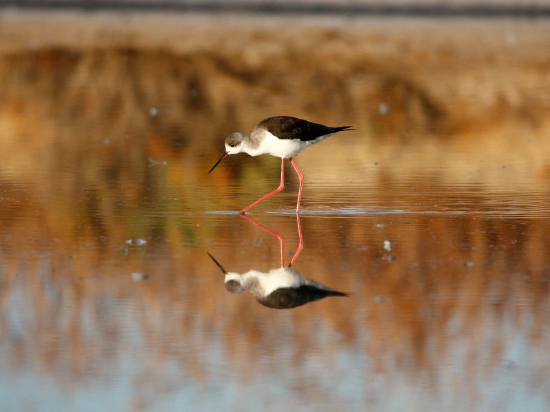 vogel spotten tavira ria formosa portugal