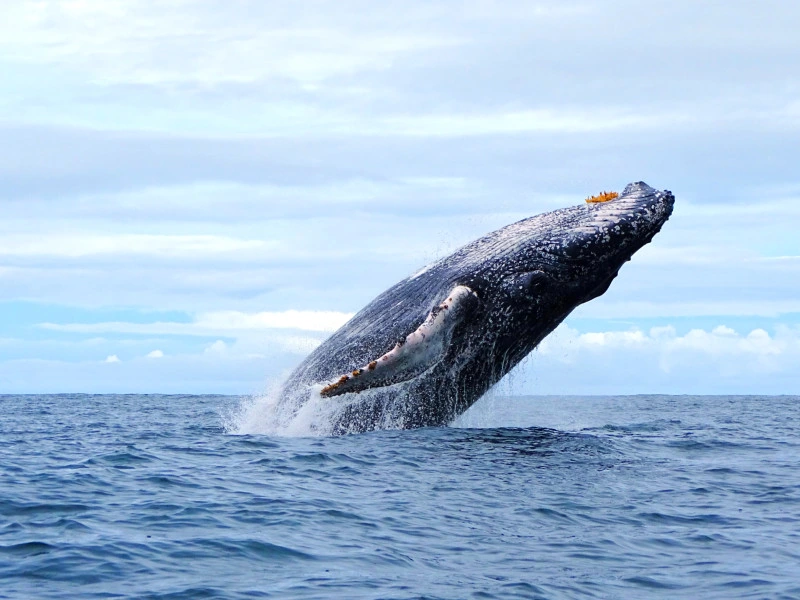 walvissen-spotten-madeira