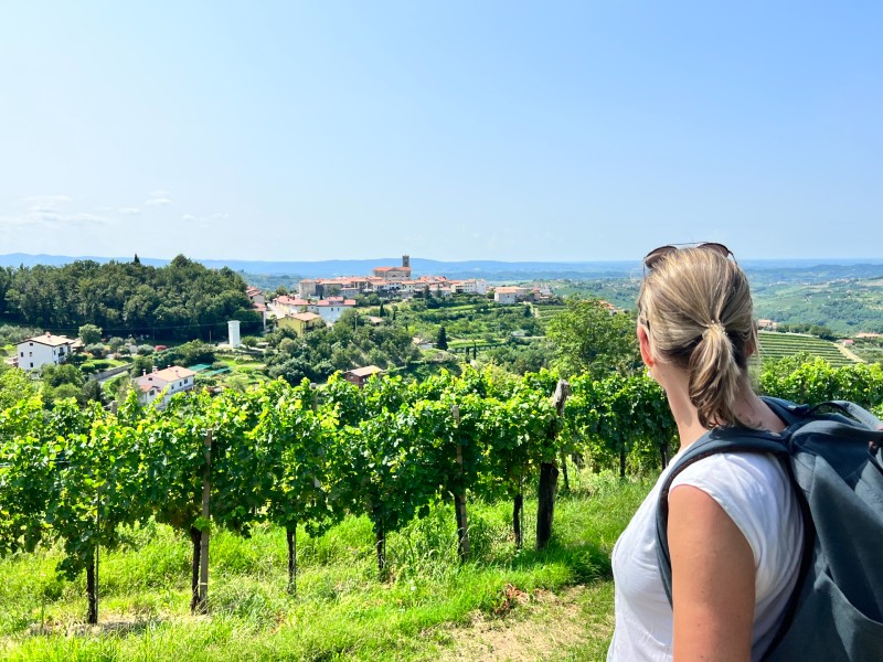 Wijnvelden Brda | Riksja Travel Slovenië