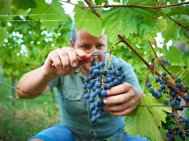 Wijnvelden Istrië | Riksja Travel Kroatië