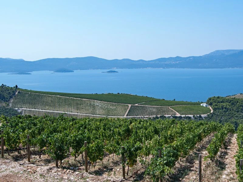 dubrovnik bike and wine (1)